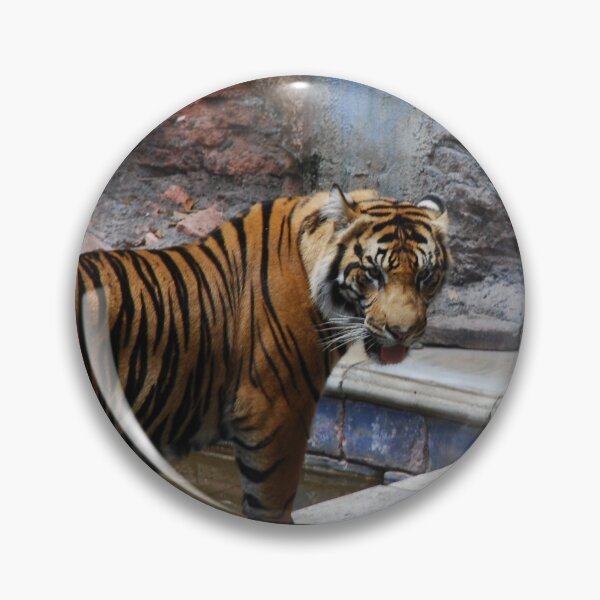 Item preview, Disney's Animal Kingdom, Sumatran tiger (Panthera tigris sondaica) designed and sold by capovtxphotography.