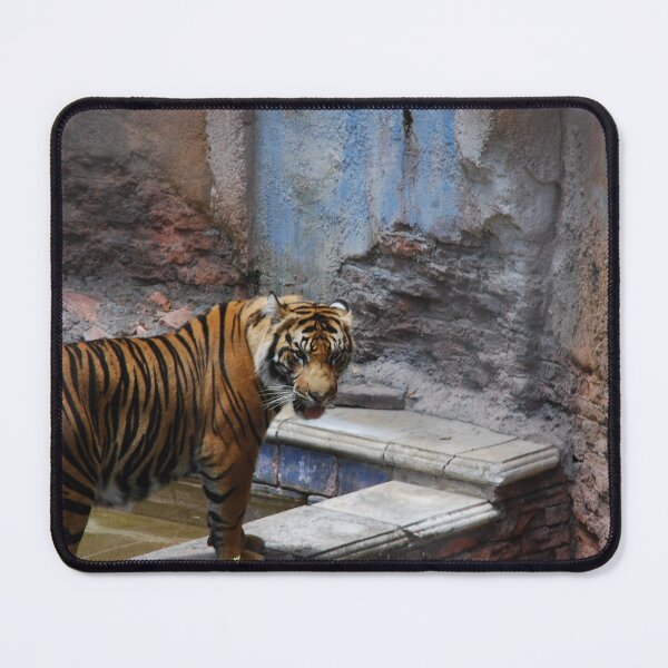 Item preview, Disney's Animal Kingdom, Sumatran tiger (Panthera tigris sondaica) designed and sold by capovtxphotography.