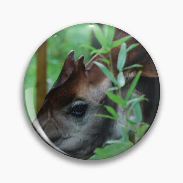 Item preview, Tampa Zoo, Okapi (Okapia johnstoni) designed and sold by capovtxphotography.