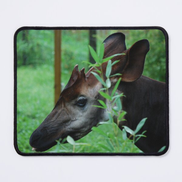 Artikelvorschau, Tampa Zoo, Okapi (Okapia johnstoni) entworfen und verkauft von capovtxphotography.