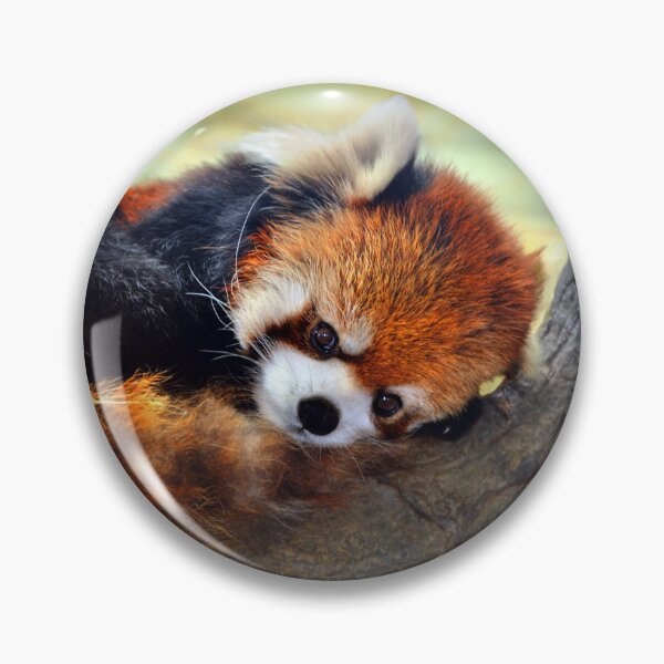 Item preview, Red Panda Resting on Tree designed and sold by Savannah Gibbs.
