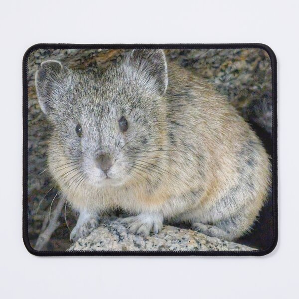 Item preview, Mountain Pika  designed and sold by Scott Collins.