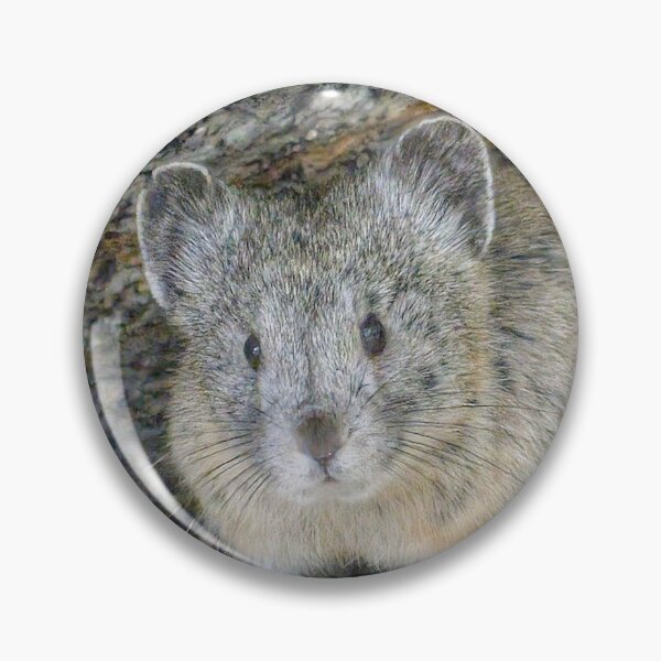 Item preview, Mountain Pika  designed and sold by Scott Collins.