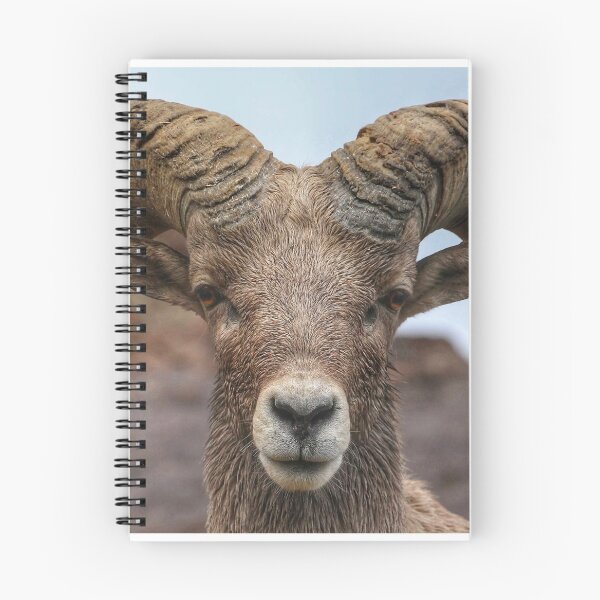 Item preview, Bighorn ram headshot designed and sold by Scott Collins.