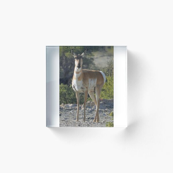 Item preview, A Pregnant Pronghorn Antelope Looks On  designed and sold by Scott Collins.