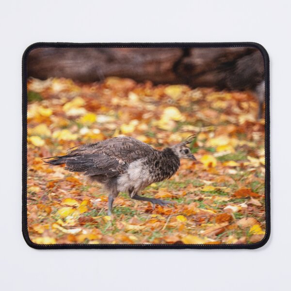 Item preview, Peachick designed and sold by D-GaP.