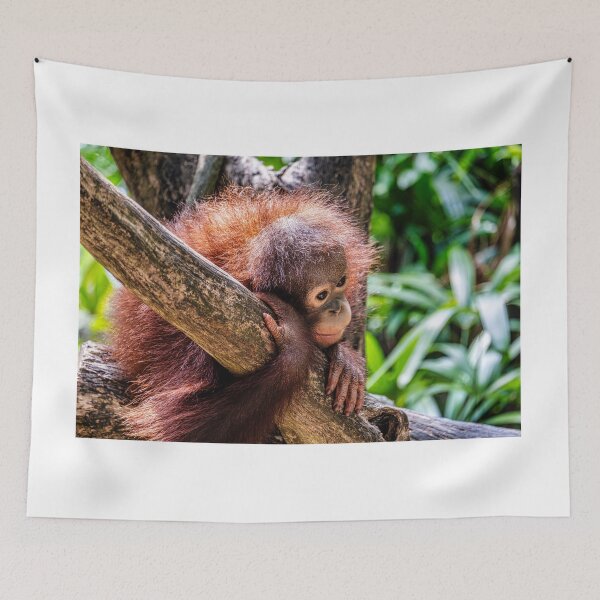 Item preview, Orang Utan 13 designed and sold by photograham.