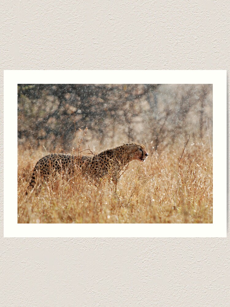 Alternate view of Cheetah in Serengeti rain Art Print