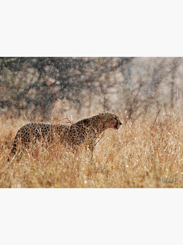 Cheetah in Serengeti rain by bfra