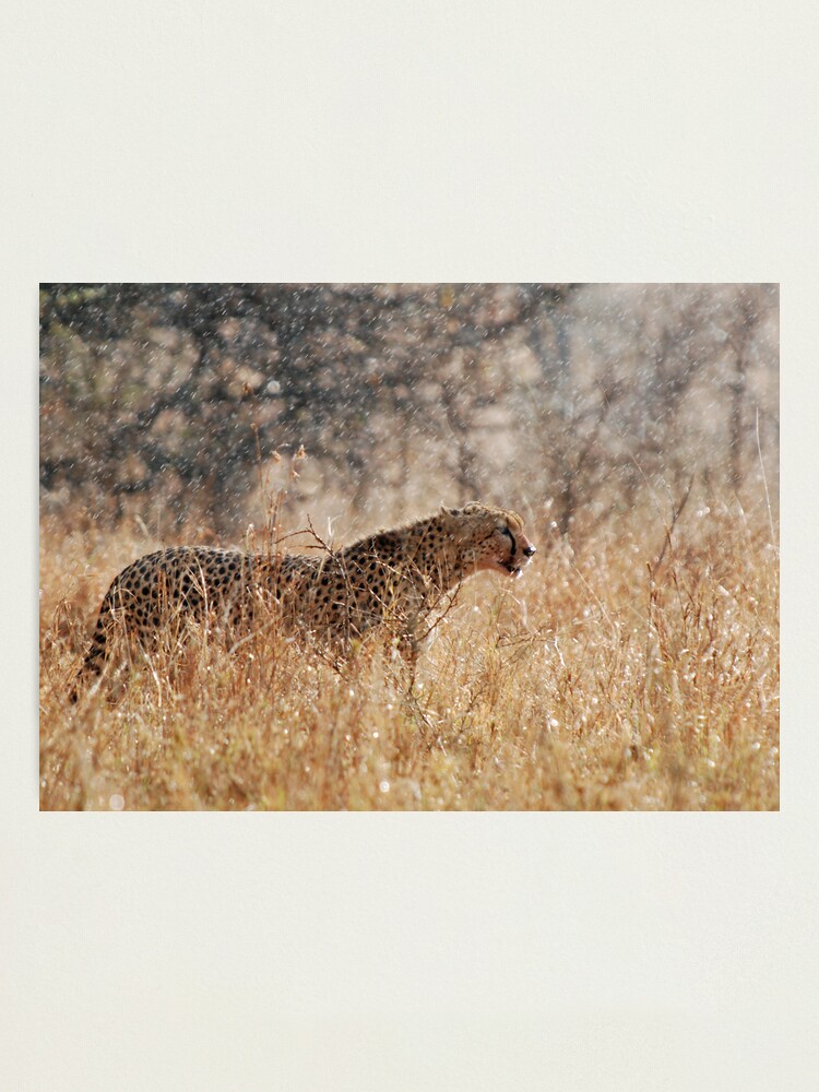 Alternate view of Cheetah in Serengeti rain Photographic Print
