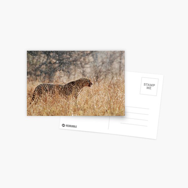 Cheetah in Serengeti rain Postcard