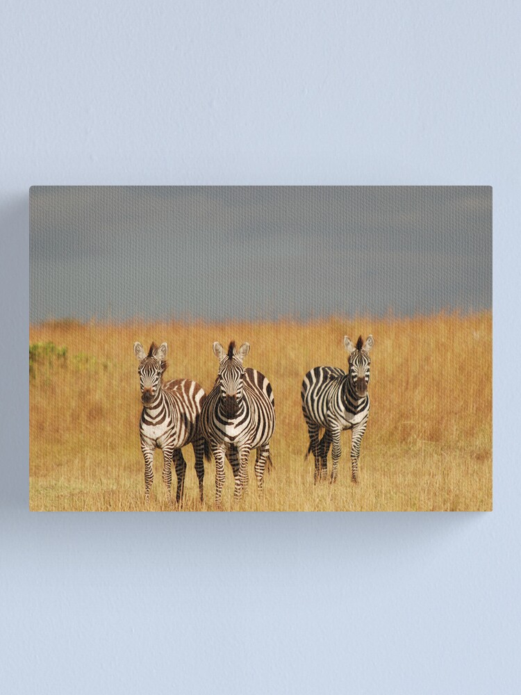 Alternate view of Zebras in the Masai Mara Canvas Print