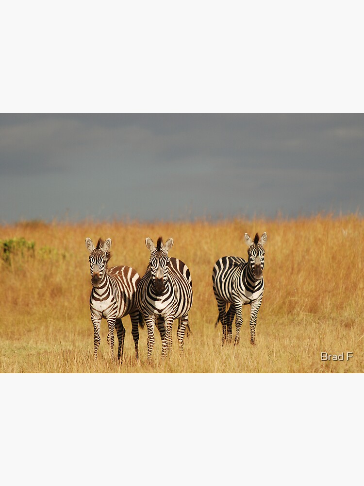 Zebras in the Masai Mara by bfra