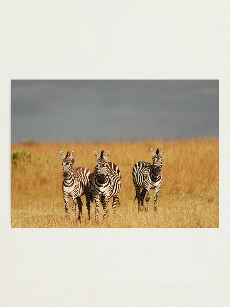Alternate view of Zebras in the Masai Mara Photographic Print