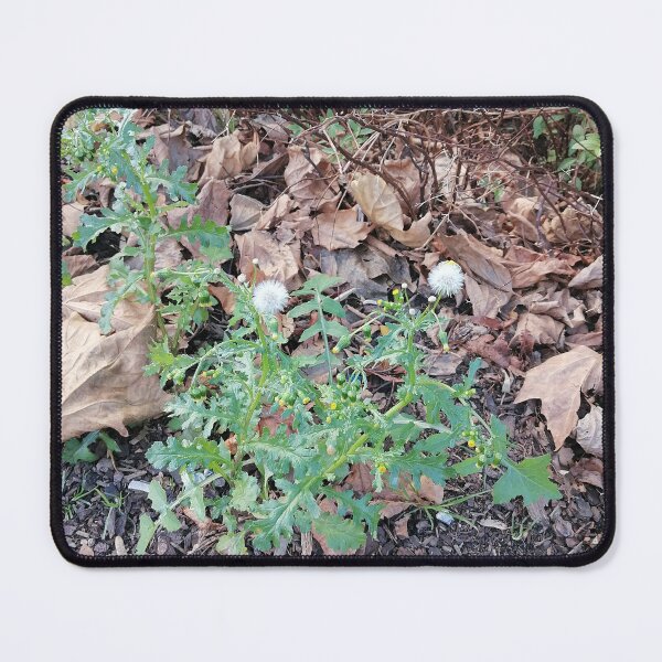 Item preview, White Seed Heads Among Autumn Leaves designed and sold by PhuongVoArt.