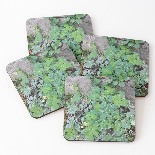 Item preview, Dew Covered Green Leaves Beside Stone Wall designed and sold by PhuongVoArt.