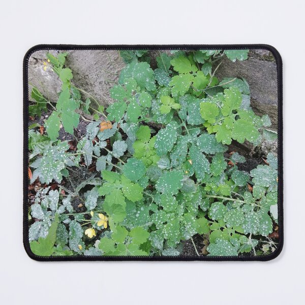 Item preview, Dew Covered Green Leaves Beside Stone Wall designed and sold by PhuongVoArt.