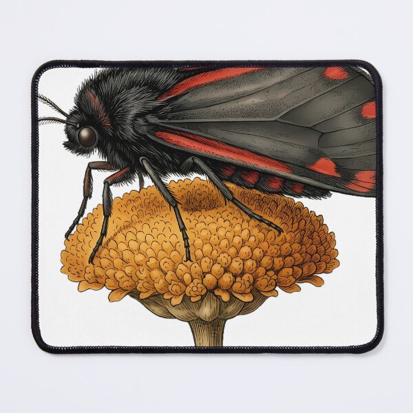 Item preview, Vintage Naturalist Cinnabar Moth on Tansy — Antique Moth Art designed and sold by Catch333.