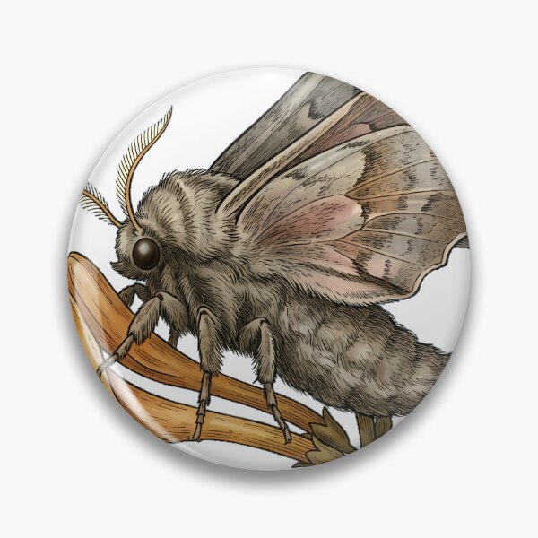 Item preview, Vintage Naturalist Poplar Hawkmoth on Honeysuckle — Antique Moth Plate designed and sold by Catch333.