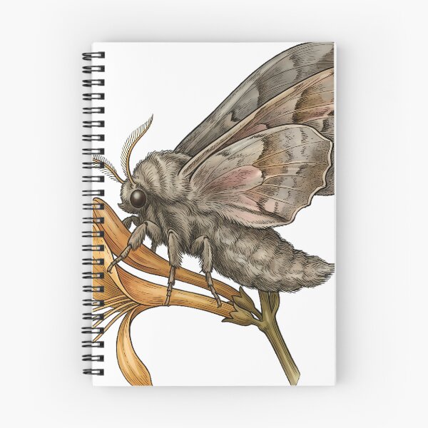 Item preview, Vintage Naturalist Poplar Hawkmoth on Honeysuckle — Antique Moth Plate designed and sold by Catch333.