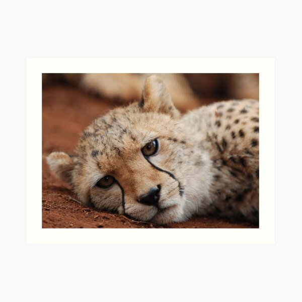 Cheetah Art Print