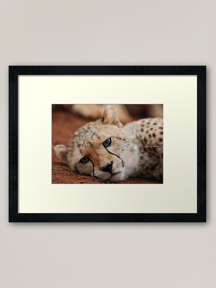 Alternate view of Cheetah Framed Art Print