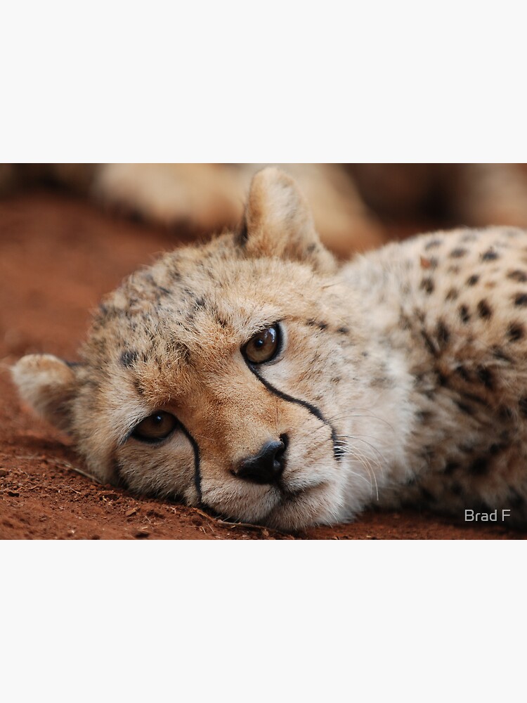 Cheetah by bfra