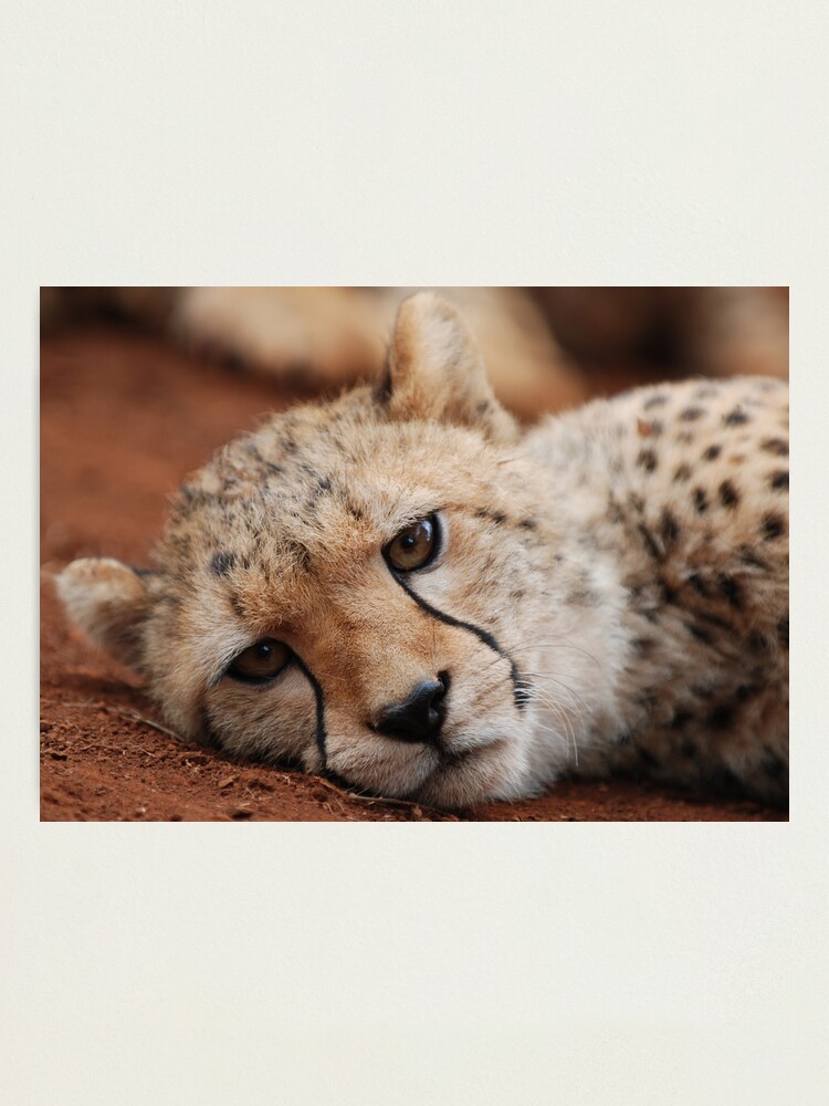 Alternate view of Cheetah Photographic Print