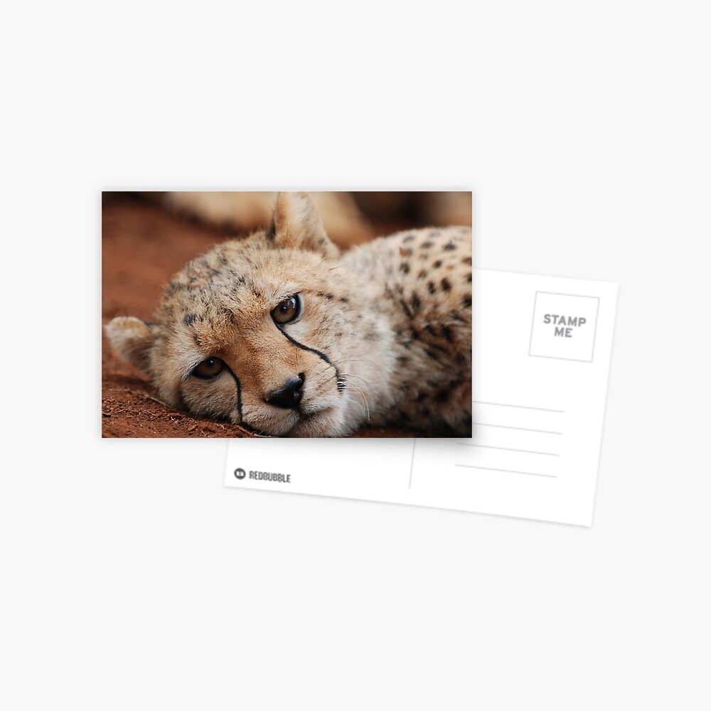 Cheetah Postcard