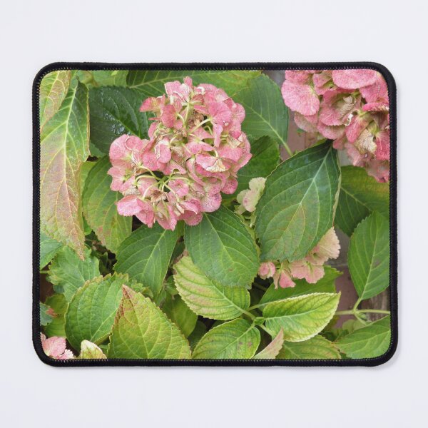 Item preview, Pink hydrangea in the garden in autumn. Beautiful natural foto background. designed and sold by ollgast5.