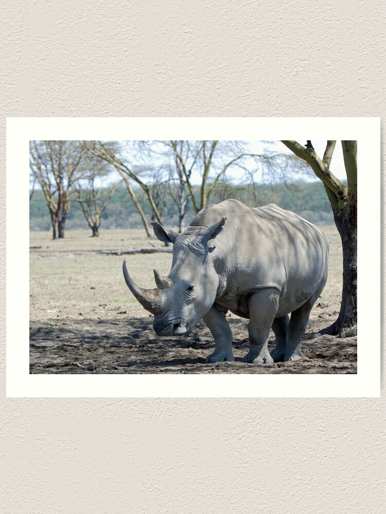 Alternate view of Rhino - Lake Nakuru, Kenya Art Print