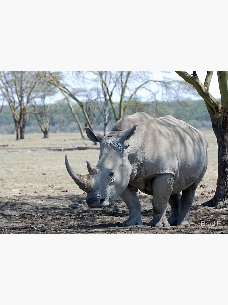 Rhino - Lake Nakuru, Kenya by bfra
