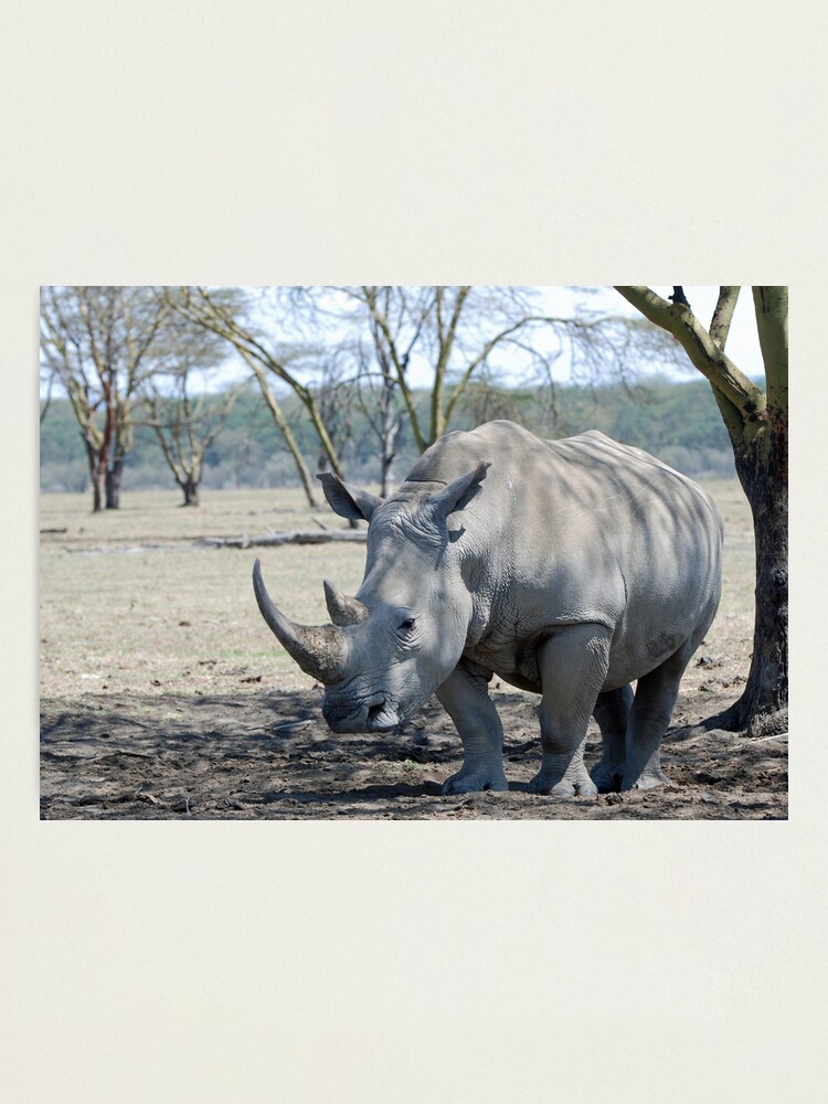 Alternate view of Rhino - Lake Nakuru, Kenya Photographic Print