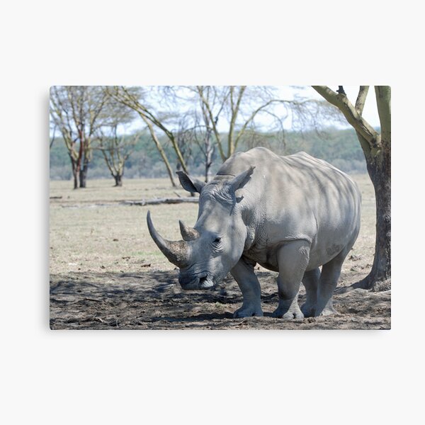 Rhino - Lake Nakuru, Kenya Metal Print
