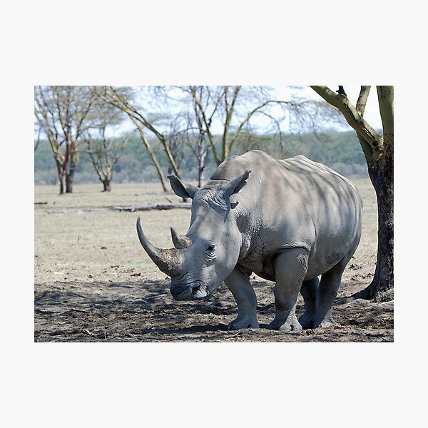 Rhino - Lake Nakuru, Kenya Photographic Print