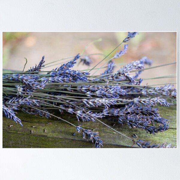 Item preview, Bouquet of lavender sprigs designed and sold by Photopat.