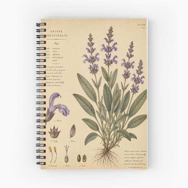 Item preview, Vintage Sage Botanical Illustration in Antique Style designed and sold by Oraibi.