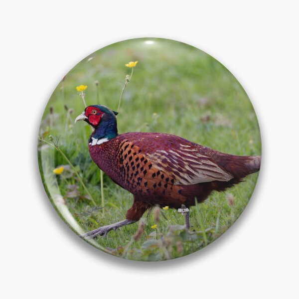 Item preview, A Welsh Pheasant, Gower designed and sold by TomRomanPhotos.