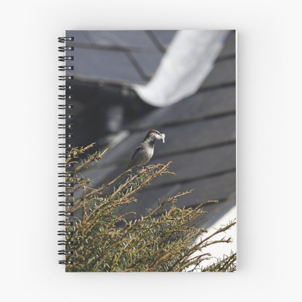 Item preview, A House Sparrow carrying some feathers designed and sold by TomRomanPhotos.