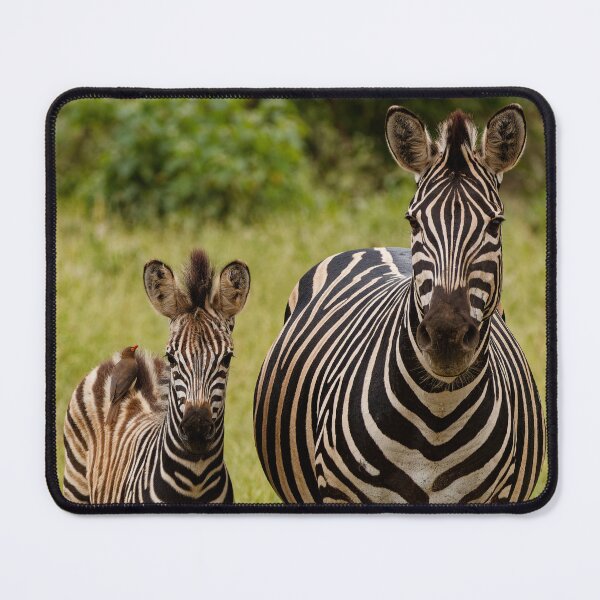 Item preview, The Zebras of South Africa designed and sold by TomRomanPhotos.
