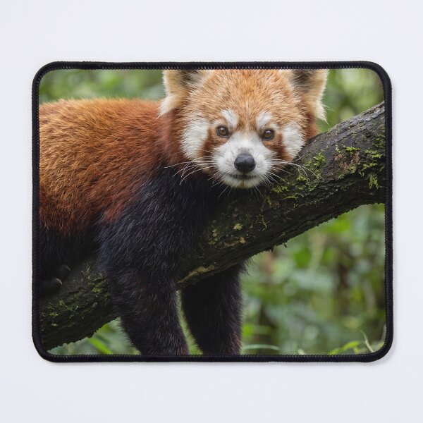 Item preview, Red Panda Resting in Forest Cute Wildlife Nature Portrait designed and sold by roverte.