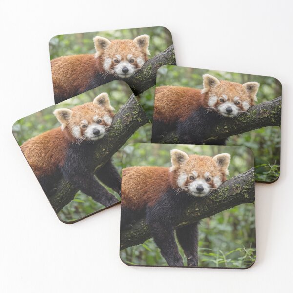 Item preview, Red Panda Resting in Forest Cute Wildlife Nature Portrait designed and sold by roverte.