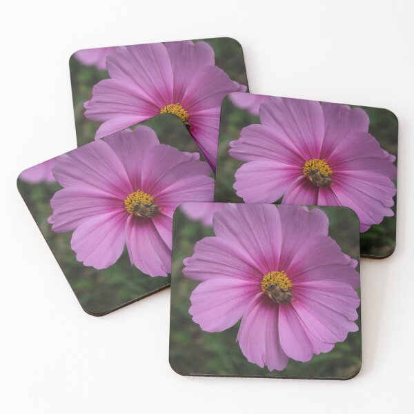 Item preview, Pink cosmos flower with a bee - Soft botanical nature photography designed and sold by Cha-s-lens.