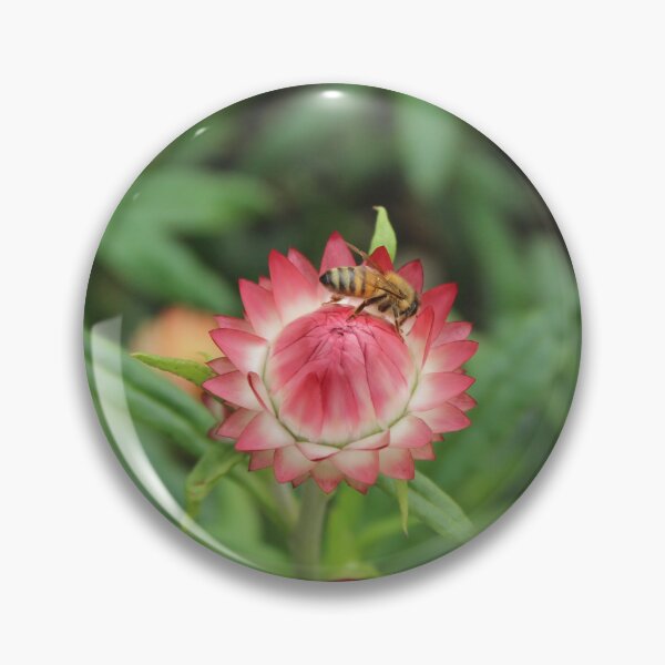 Item preview, Pink and white strawflower with a bee - Delicate botanical photography designed and sold by Cha-s-lens.