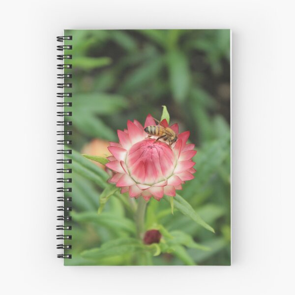 Item preview, Pink and white strawflower with a bee - Delicate botanical photography designed and sold by Cha-s-lens.
