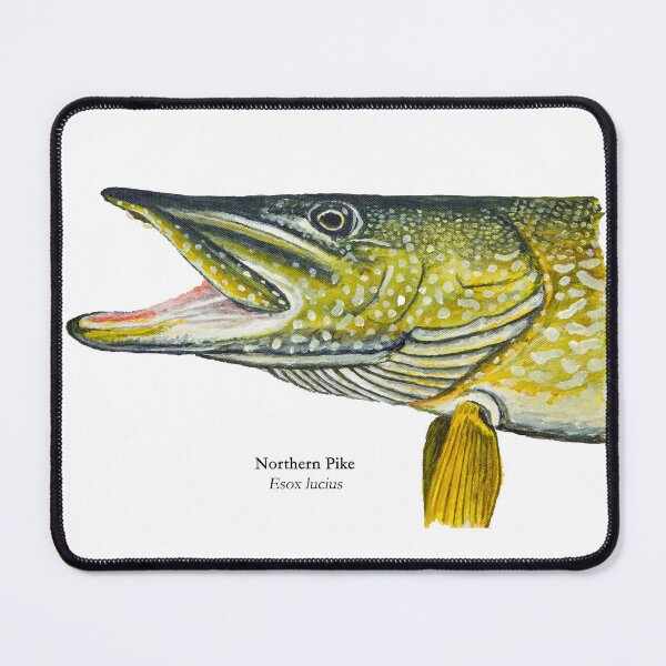 Item preview, Northern Pike Head Acrylic Painting designed and sold by Stephen Emms.