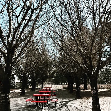 Artwork thumbnail, Bare Trees and Red Picnic Tables – Winter Park Photography by RithPix