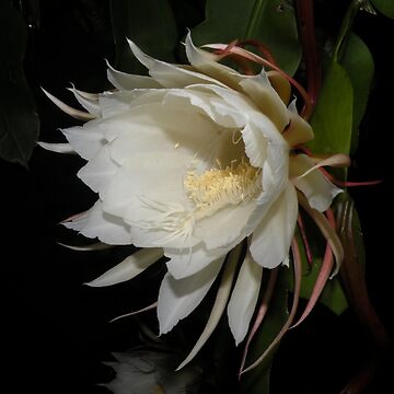 Queen of the night flower, Tan Hua