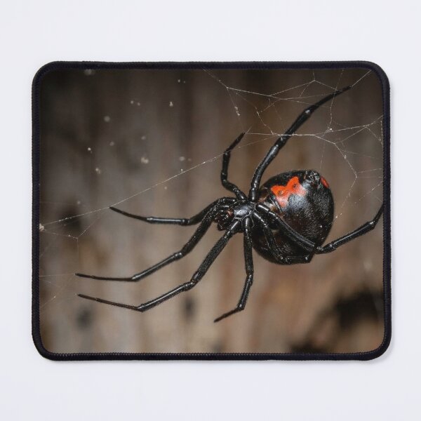 Item preview, Black widow spider designed and sold by Stevercortinas.