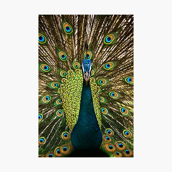 Showing Off Photographic Print